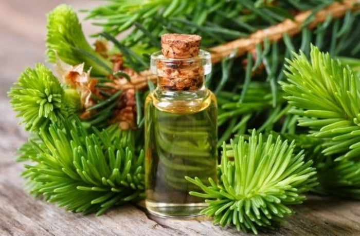 The Best Combinations of Pine Scented Fragrances for Soap